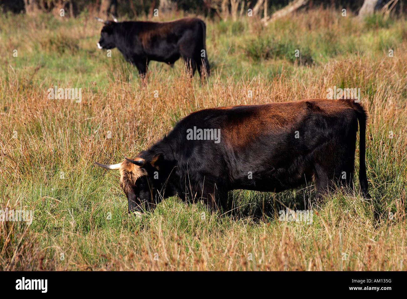 Bovini di Heck - cattles heck - latte di mucca e di Bull in background (Bos primigenius f. taurus) Foto Stock