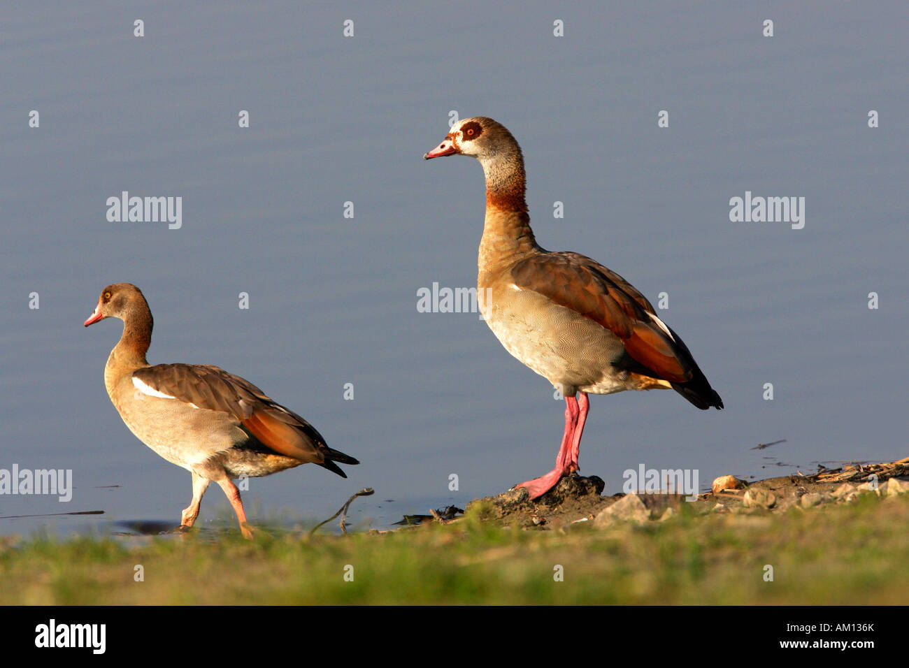 Oca egiziana - giovane egiziano di oche - coppia (Alopochen aegyptiacus) Foto Stock