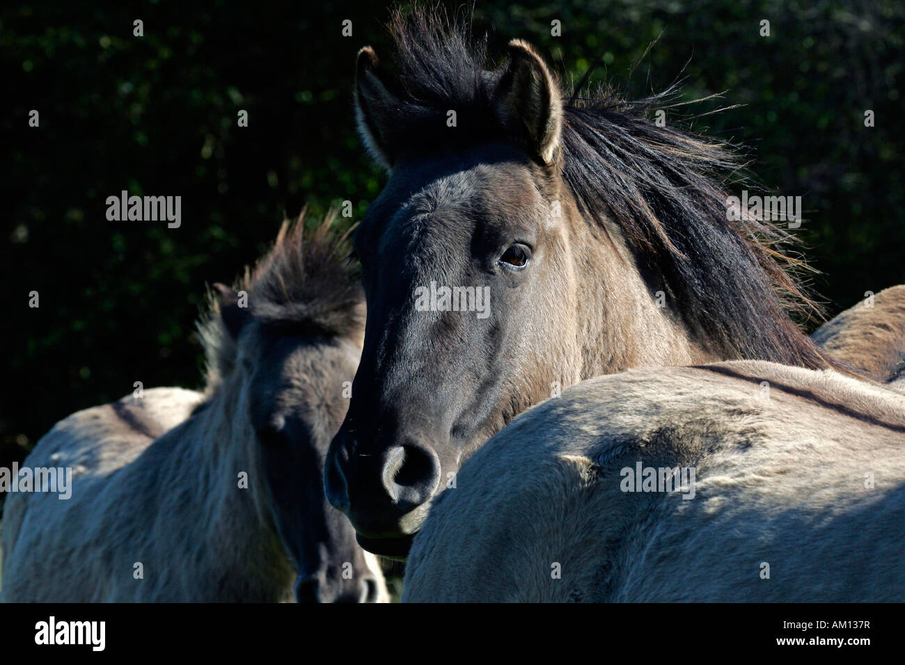 Cavalli Konik (Equus przewalskii f. caballus) Foto Stock
