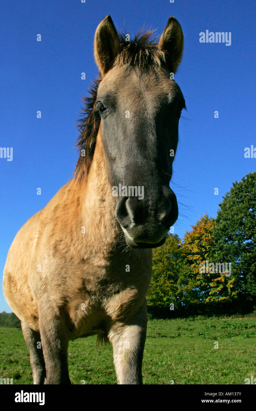 Cavalli Konik - puledro (Equus przewalskii f. caballus) Foto Stock