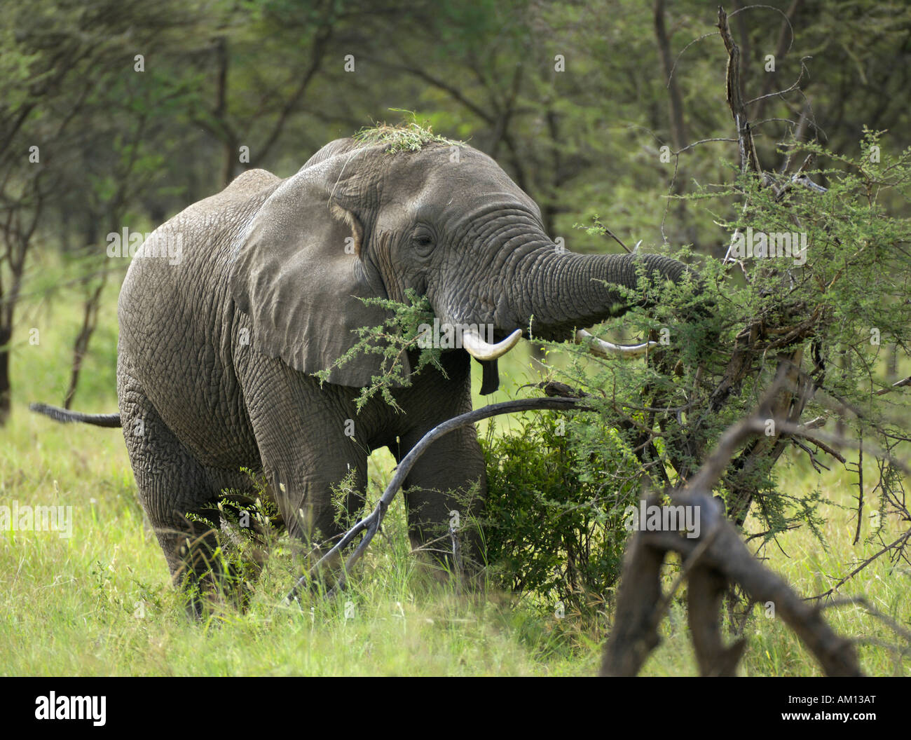 Bush africano Elefante africano (Loxodonta africana), mangiare bush, corridoio occidentale, Serengeti, Tanzania Foto Stock