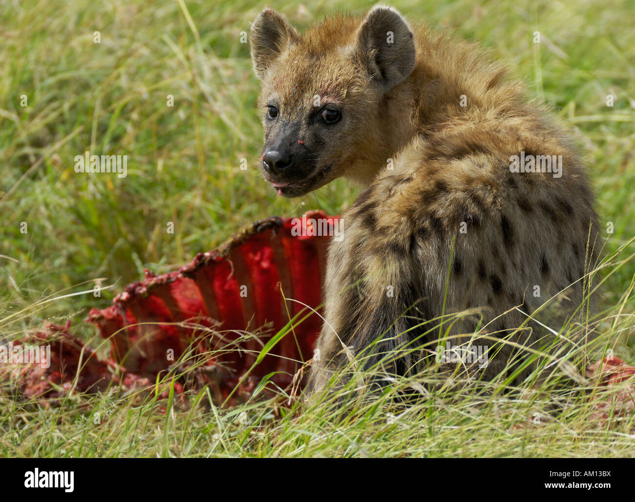 Spotted Hyena (Crocuta crocuta), Iena a uccidere, corridoio occidentale, Serengeti, Tanzania Foto Stock