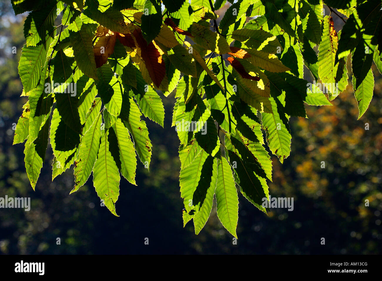 Castagno - Sweet Chestnut - le foglie in autunno colori - foglie colorate (Castanea sativa) Foto Stock