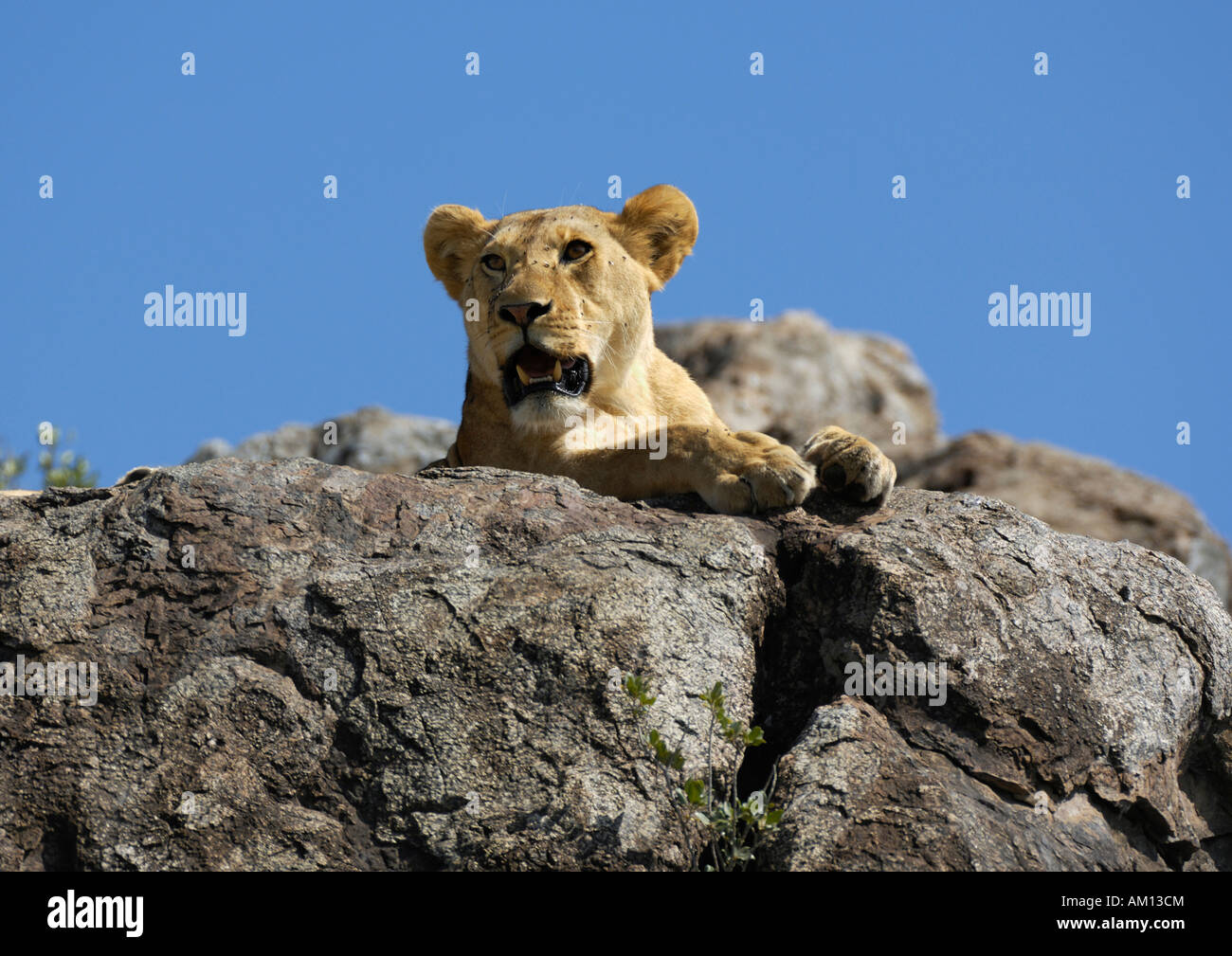 Lion (Panthera leo), leonessa mantenendo un belvedere su un kopje, Serengeti, Tanzania Foto Stock