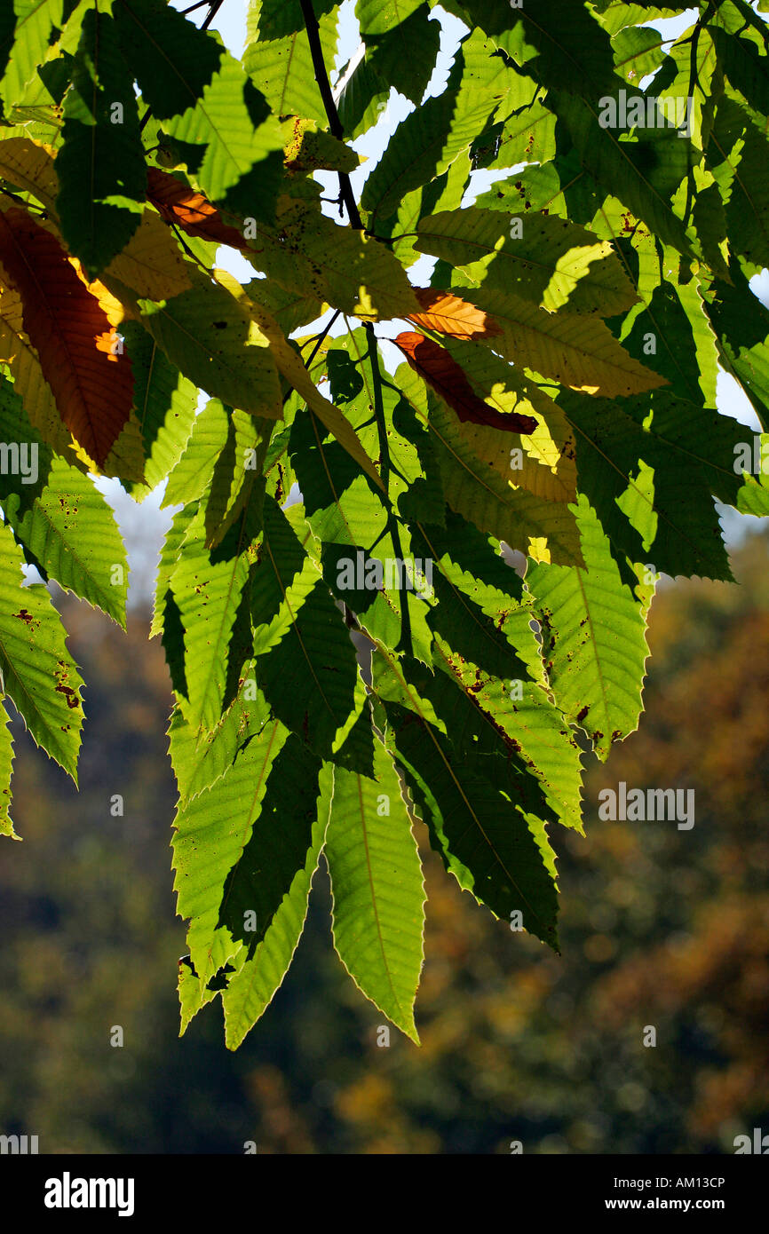 Castagno - Sweet Chestnut - le foglie in autunno colori - foglie colorate (Castanea sativa) Foto Stock