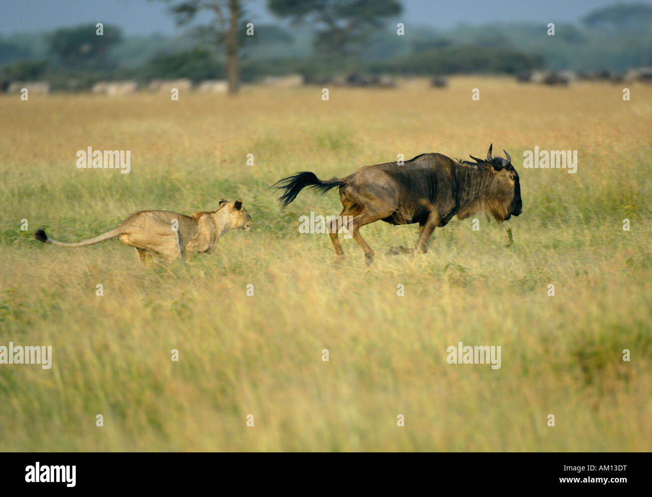 Lion (Panthera leo), caccia leonessa ottenere pronto per passare a GNU, corridoio occidentale, Serengeti, Tanzania Foto Stock