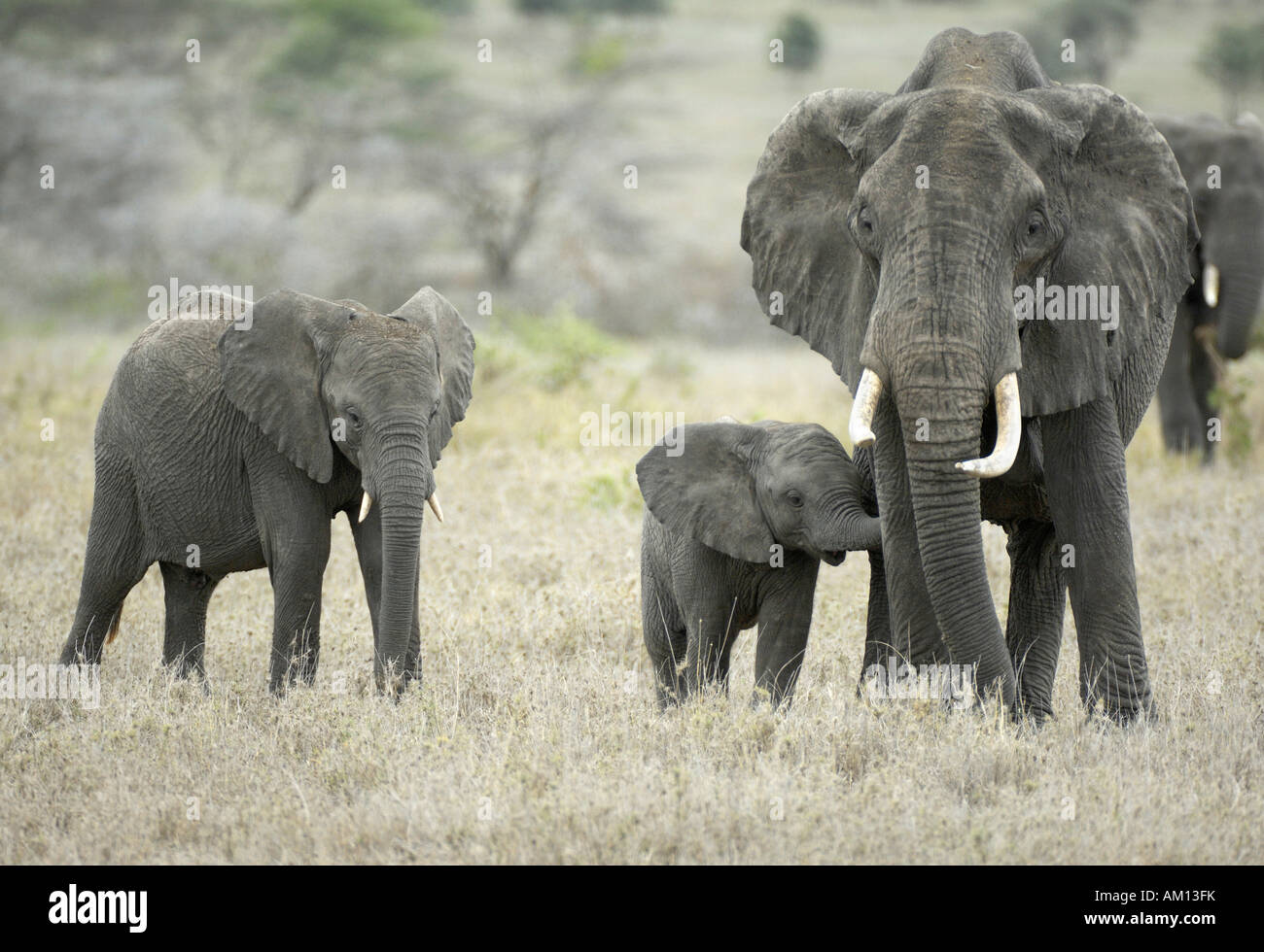 Bush africano Elefante africano (Loxodonta africana), mucca elefante con baby, Serengeti, Tanzania Foto Stock