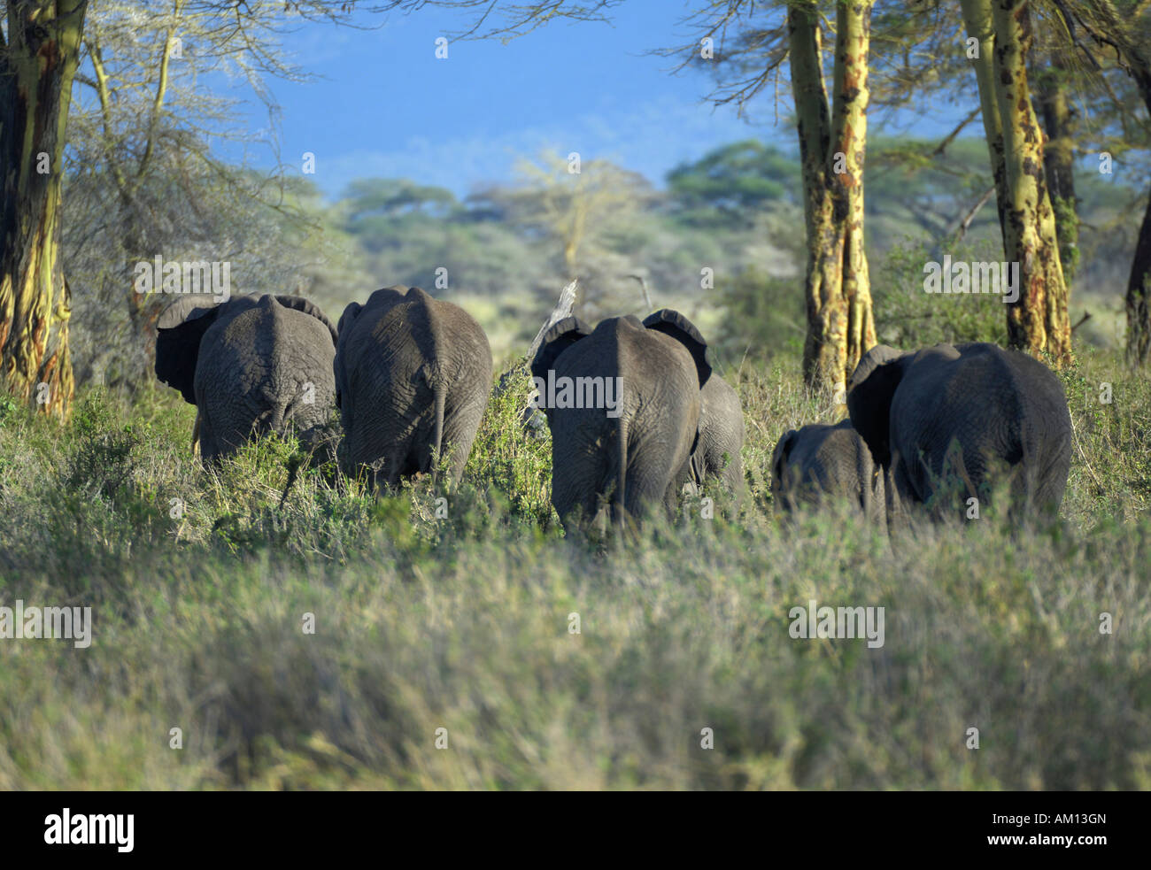 Bush africano Elefante africano (Loxodonta africana), una mandria di elefanti, vista posteriore, Serengeti, Tanzania Foto Stock