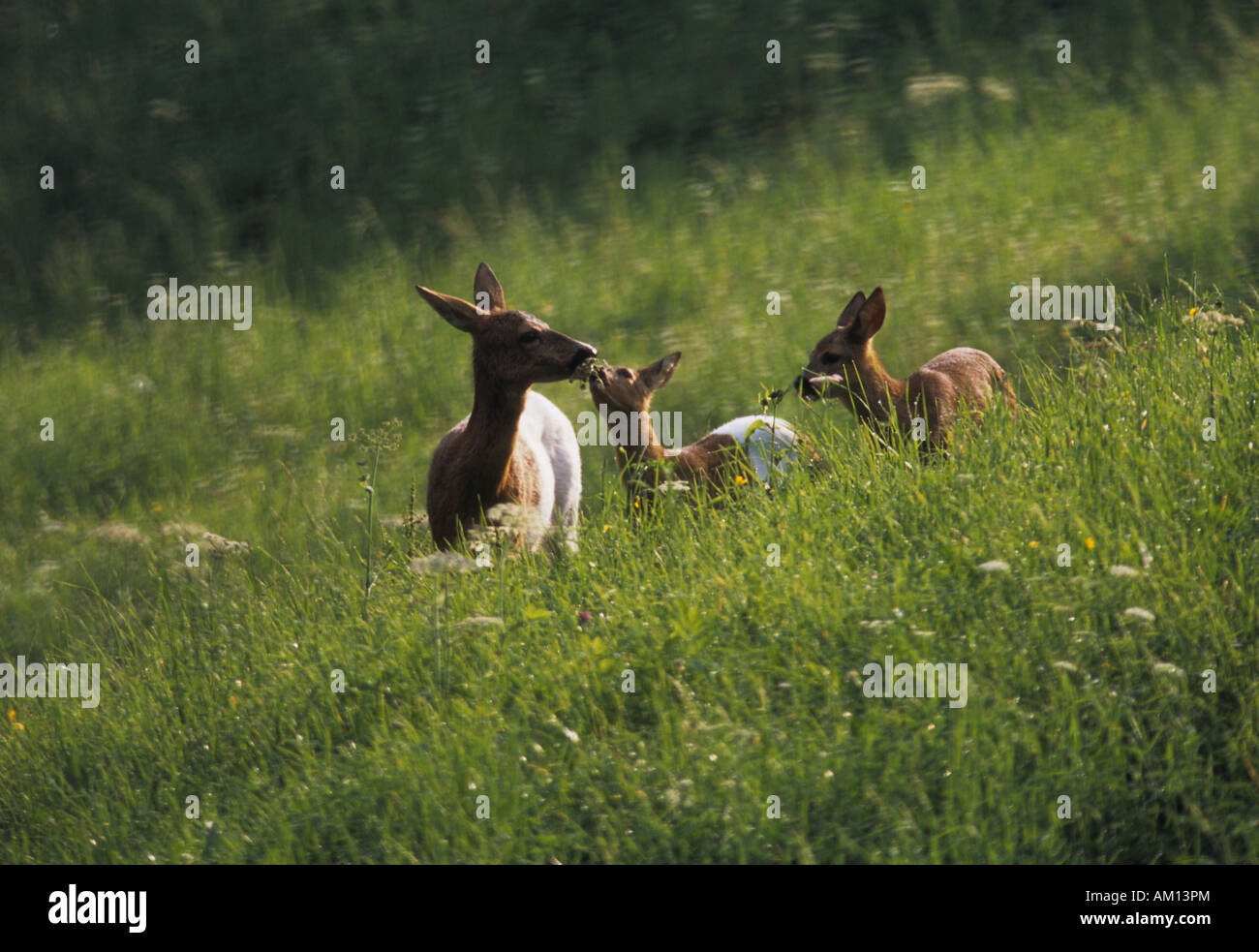 Il capriolo (Capreolus capreolus), doe con giovani gazzelle in piedi sul prato, colore bianco, difetto di pigmentazione Foto Stock