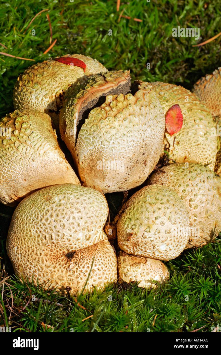 Messa a terra comune sfera - Funghi - toadstool (Scleroderma citrinum) Foto Stock