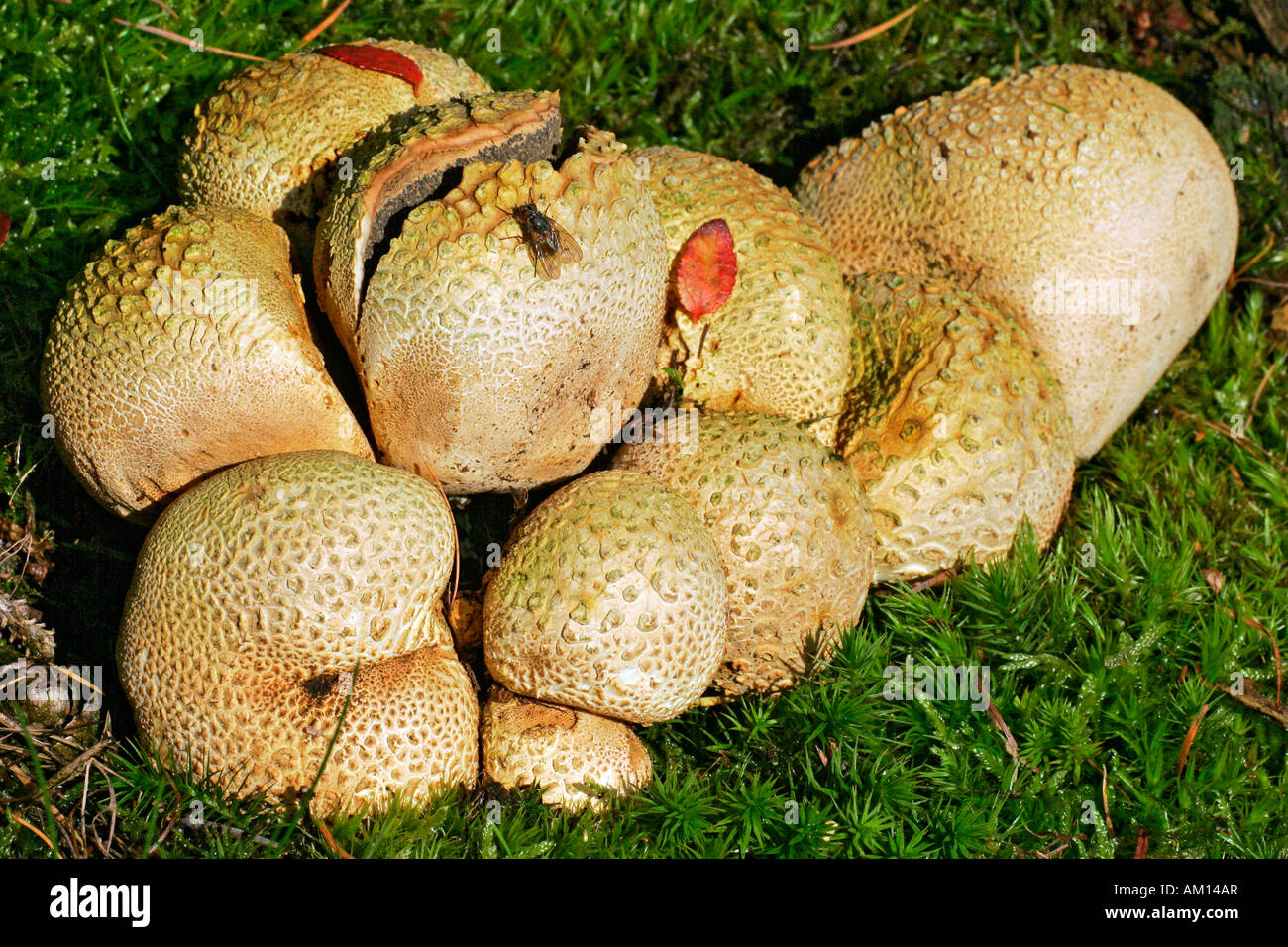 Messa a terra comune sfera - Funghi - toadstool (Scleroderma citrinum) Foto Stock