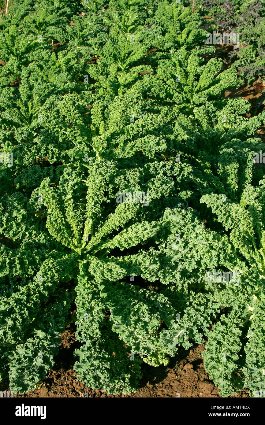 Cavolo verde - borecole - cavolo - vegetale (Brassica oleracea var. sabellica) Foto Stock