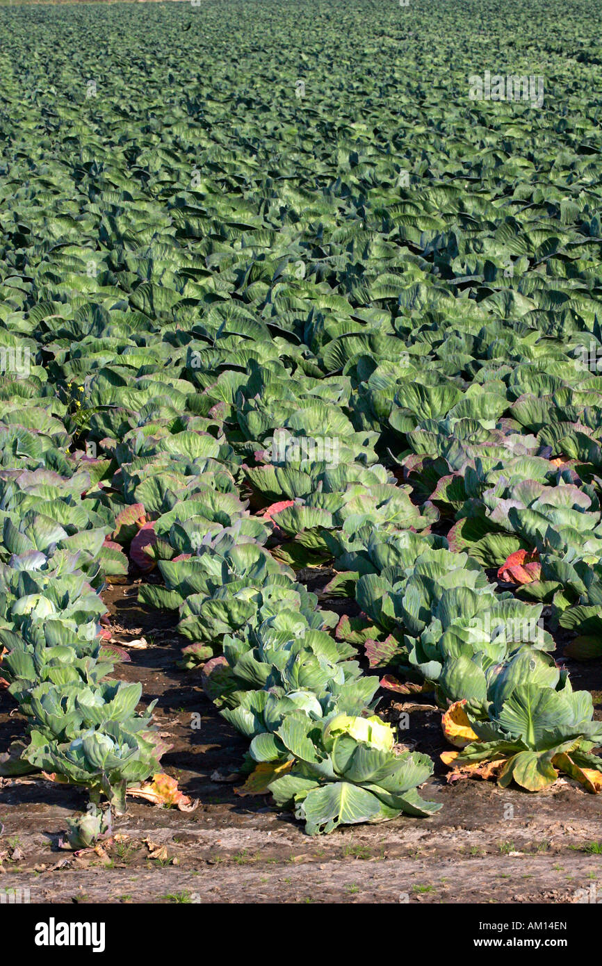Cavolo bianco - Campo di cavolo cappuccio - vegetale (Brassica oleracea var. capitata f. alba) Foto Stock