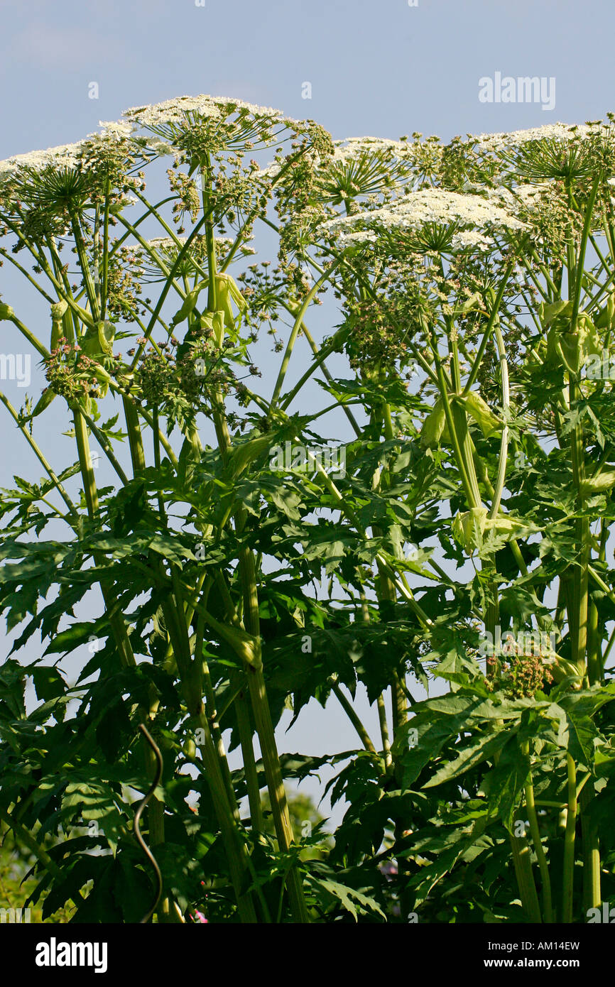 Fioritura giant hogweed - pianta velenosa (Heracleum mantegazzianum) Foto Stock