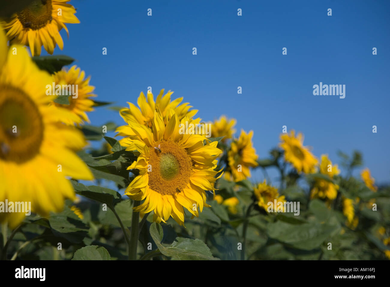Sun flowers (Helianthus annuus) Foto Stock