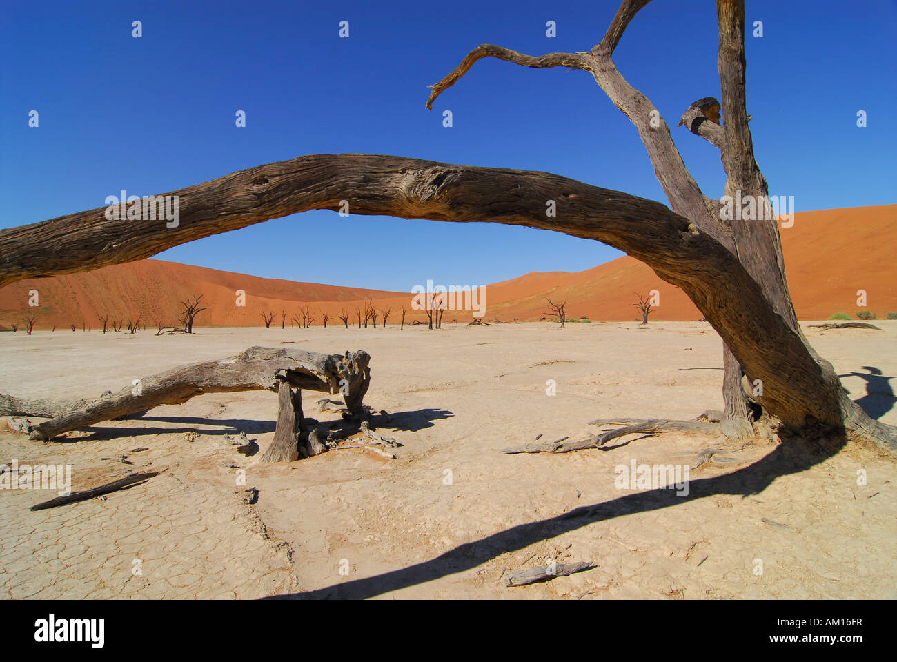 Gli alberi morti a Deadvlei, Namib Naukluft Parc, Namibia Foto Stock