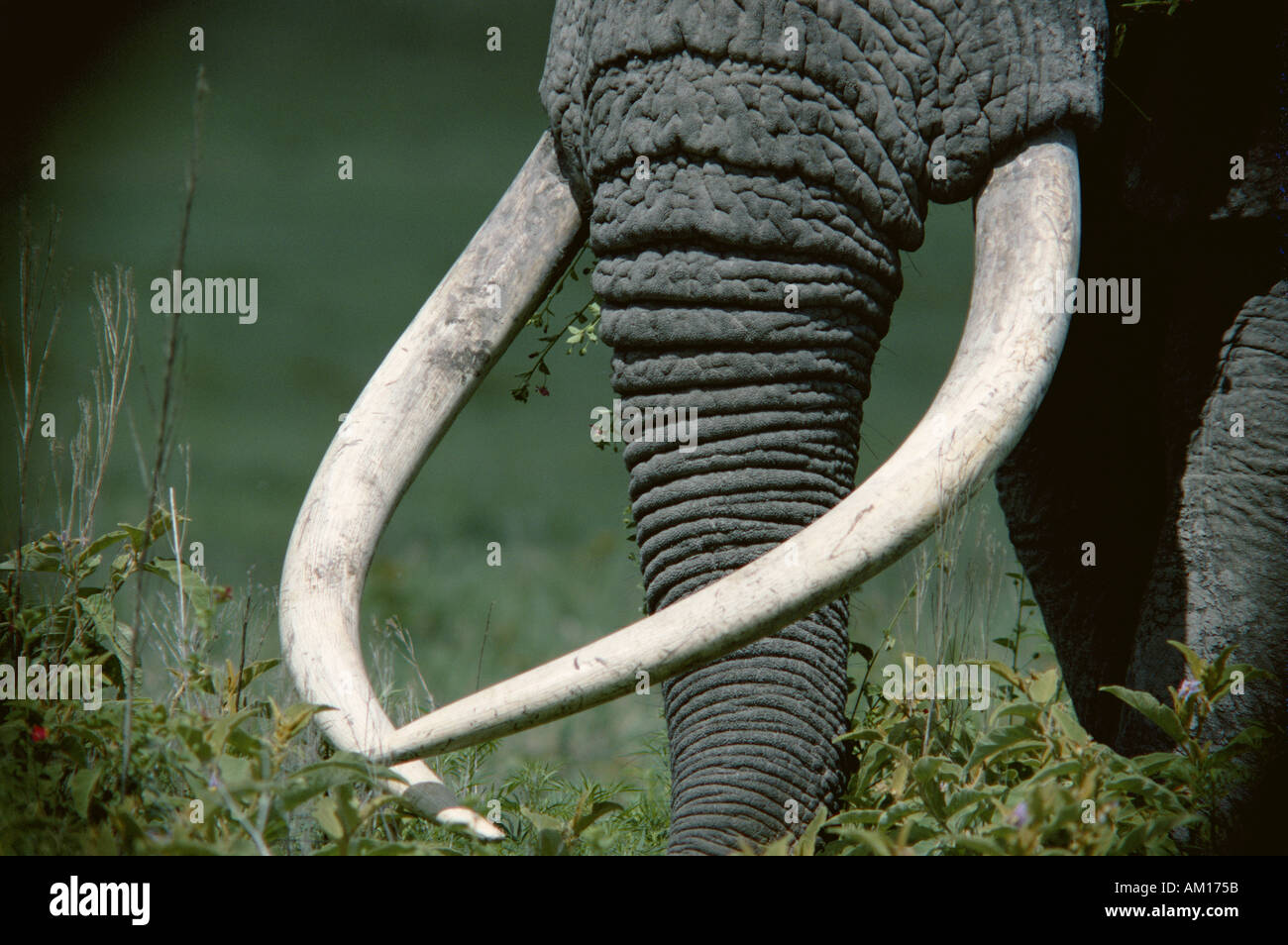 Zanne di elefante Foto Stock