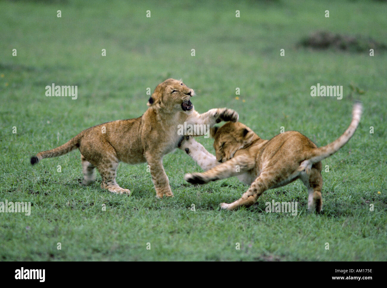 Due per tre mesi l'old lion cubs giocare combattimenti e ululano Masai Mara riserva nazionale del Kenya Africa orientale Foto Stock