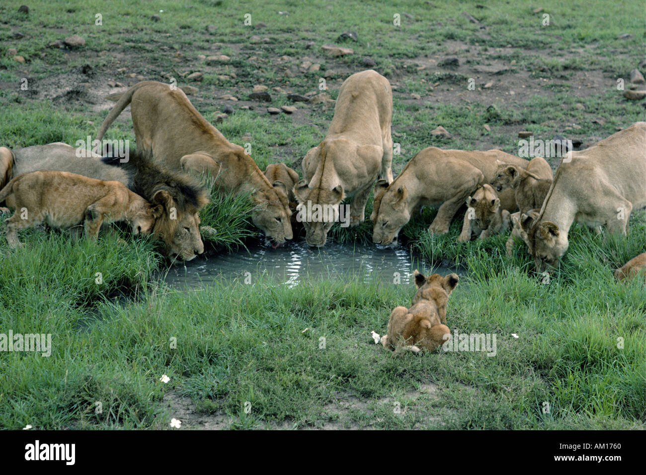 Lion orgoglio di bere a waterhole nella Riserva Nazionale di Masai Mara Kenya Africa orientale Foto Stock