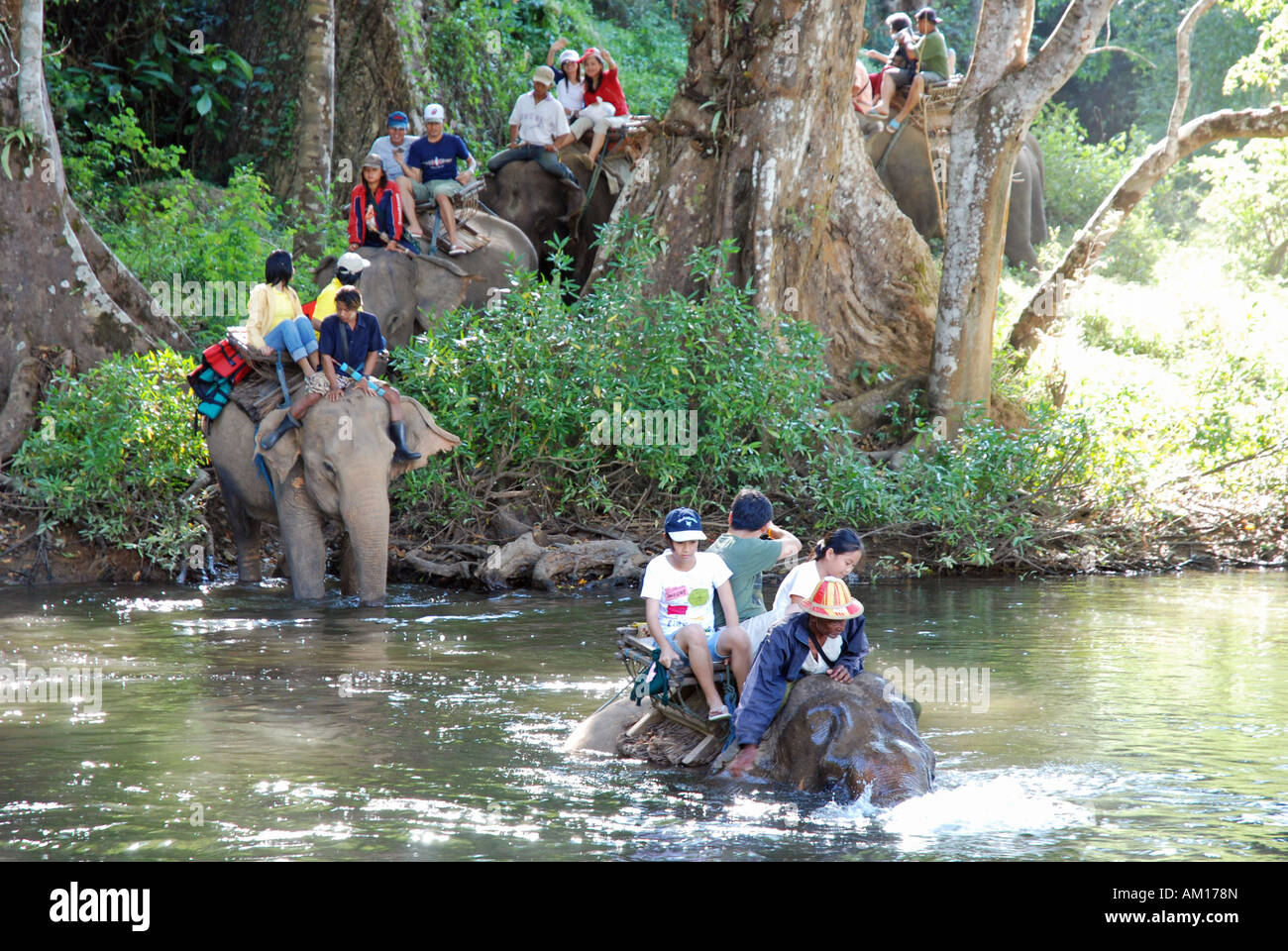 Elefanti indiani, Elephas maximus indicus, Elephas maximus bengalensis, Thailandia, Asia Foto Stock