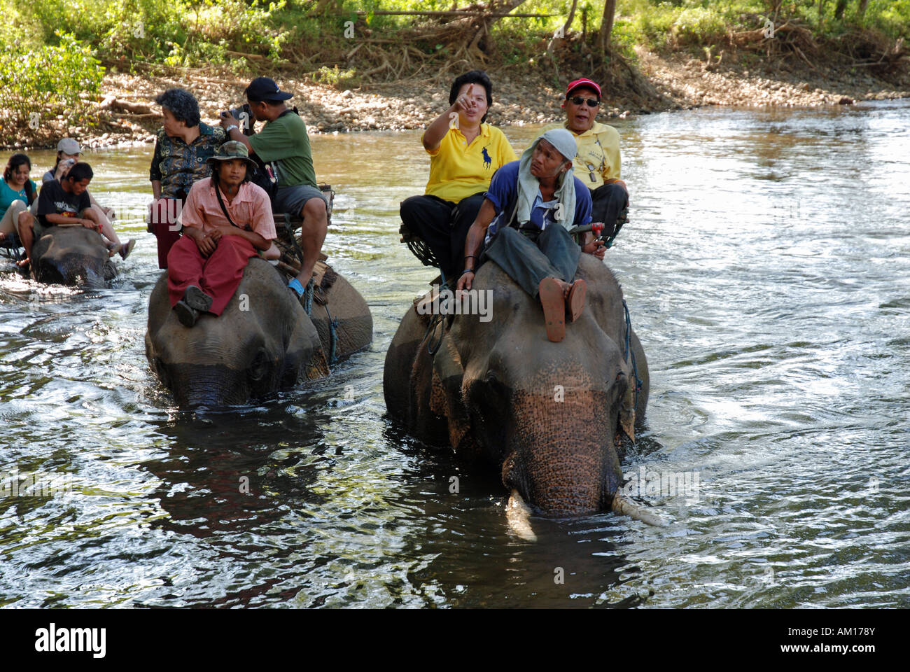 Elefanti indiani, Elephas maximus indicus, Elephas maximus bengalensis, Thailandia, Asia Foto Stock