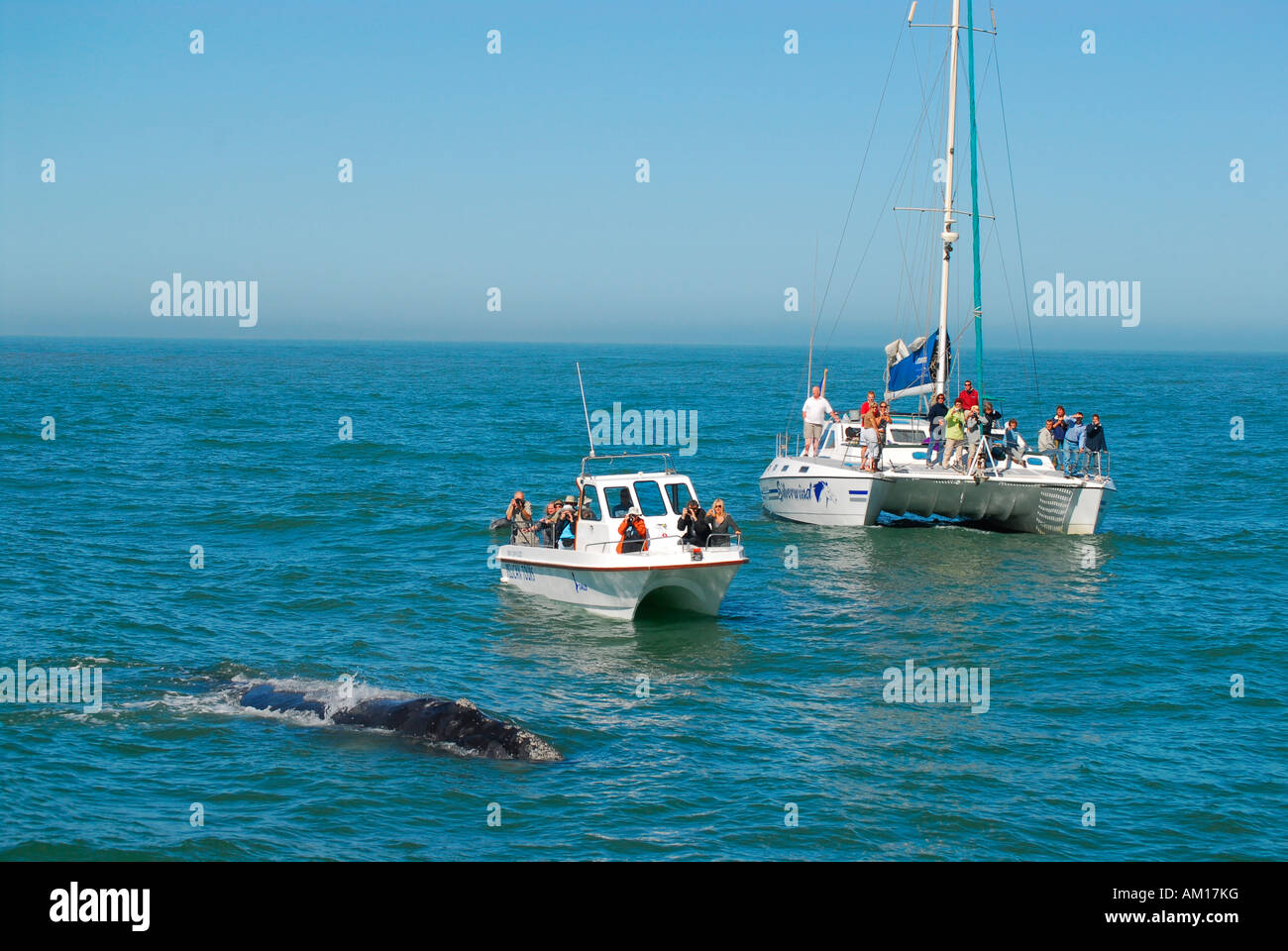 Southern Right Wale nella parte anteriore delle barche, importanti Walfish Bay, Namibia Foto Stock