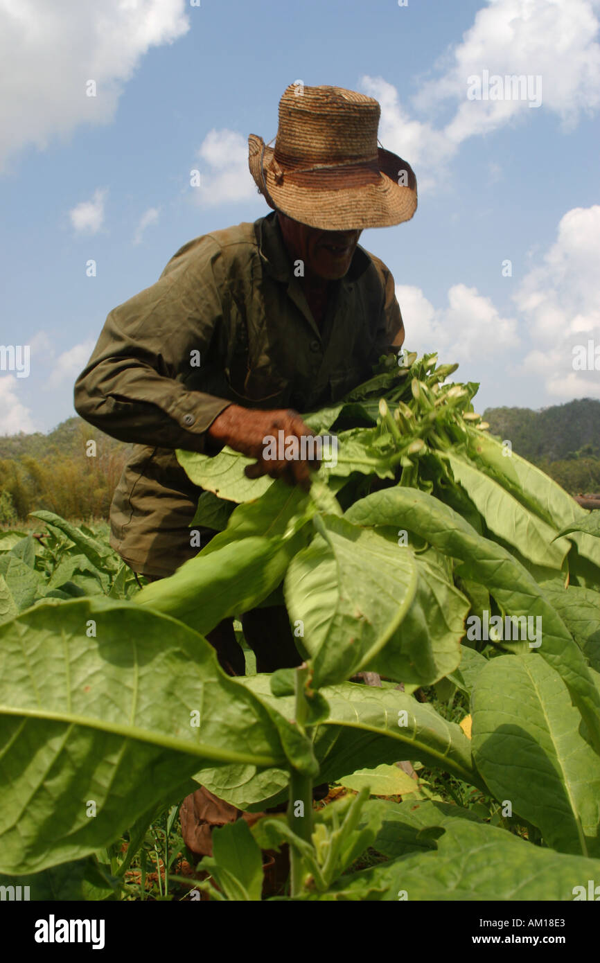 L'uomo raccolto di tabacco Vinales Cuba famosa per la coltivazione del tabacco Regione Foto Stock