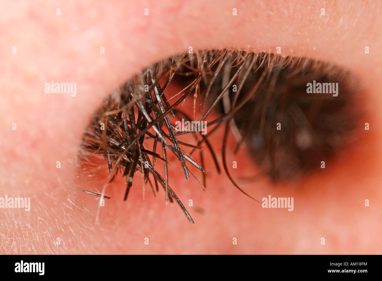 Vibrissae - capelli in fase di crescita al di fuori di un uomo del naso  Foto stock - Alamy