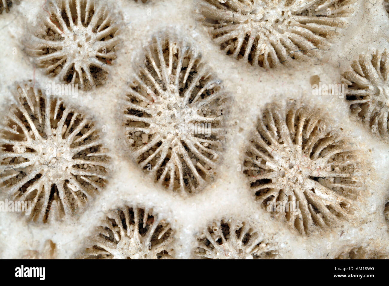Lo scheletro di un corallo duro Foto Stock