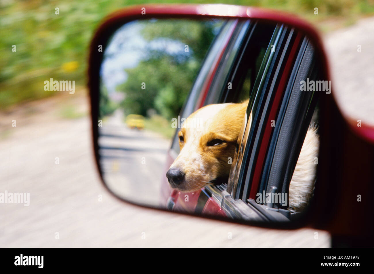 Viaggio con il cane Foto Stock