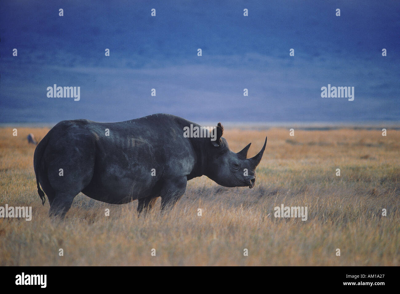 Il rinoceronte nero Diceros simum nel cratere di Ngorongoro in Tanzania Foto Stock