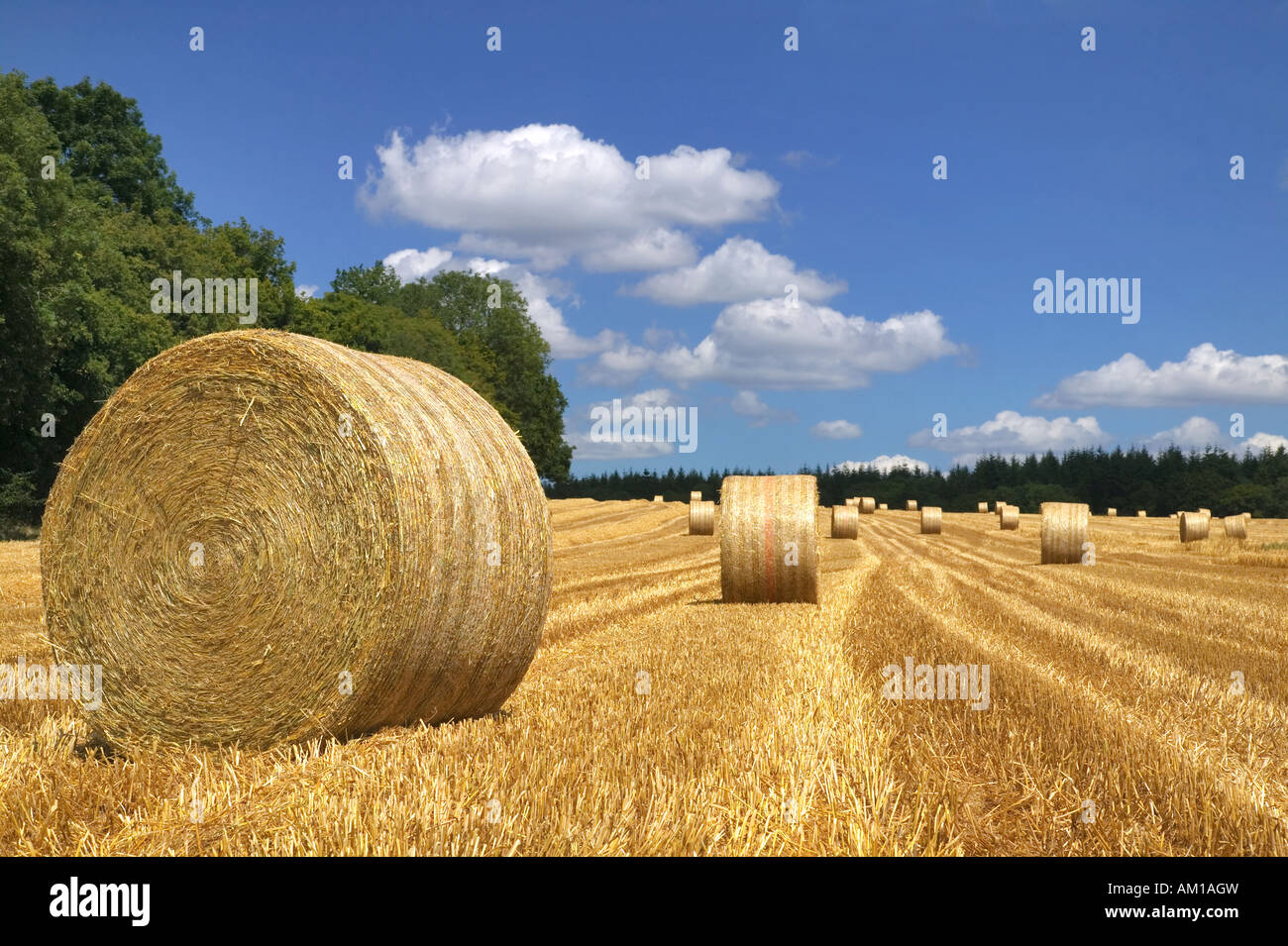 Balle di fieno in un campo su una luminosa giornata d'estate Foto Stock