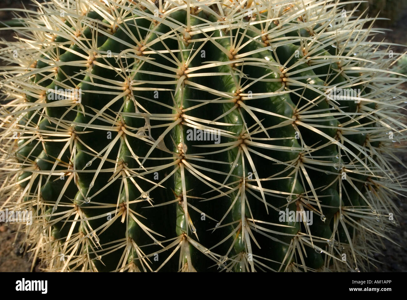 Oro Barrel Cactus (Echinocactus grusonii), densamente ricoperto di spine Foto Stock