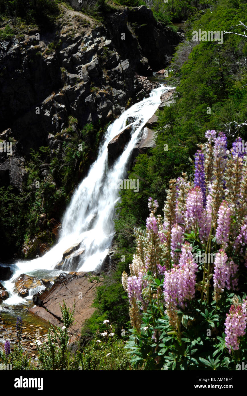 Cascata con i lupini Lupinos Parco Nazionale Nahuel Huapi vicino a San Martin de Los Andes Patagonia Argentina Foto Stock