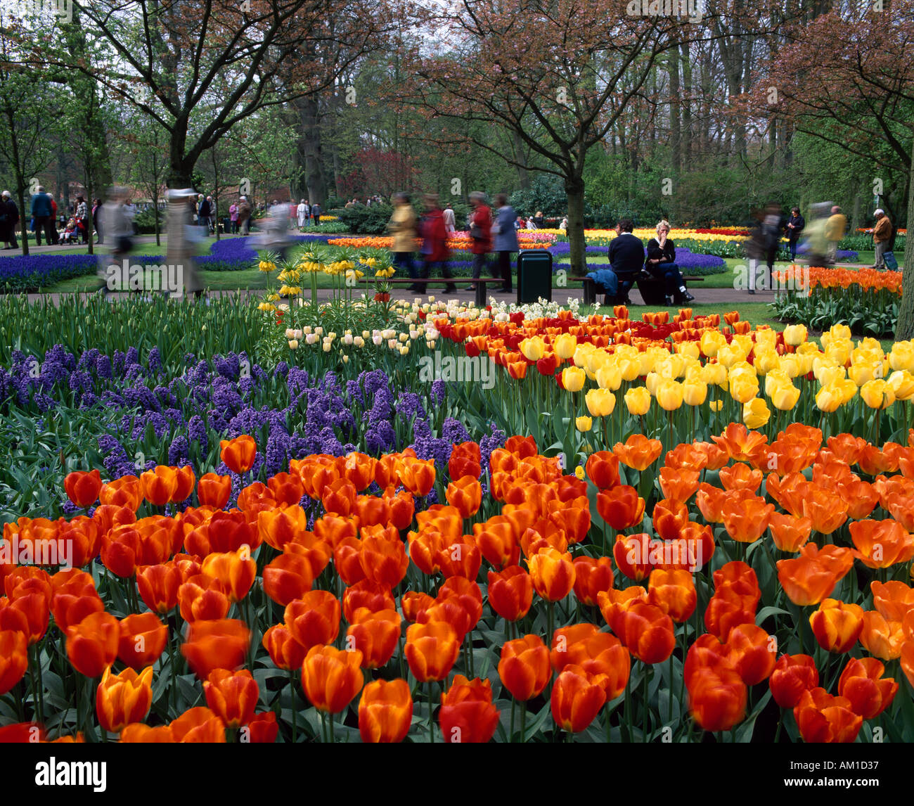 Holland, Keukenhof giardini di fiori, vicino a Lisse Foto Stock