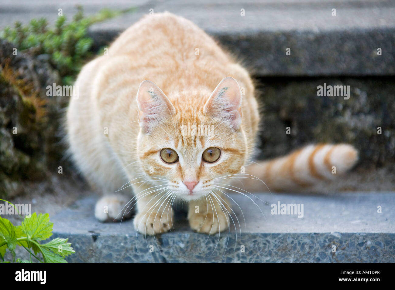 European Shorthair cat è seduta su una scala Foto Stock