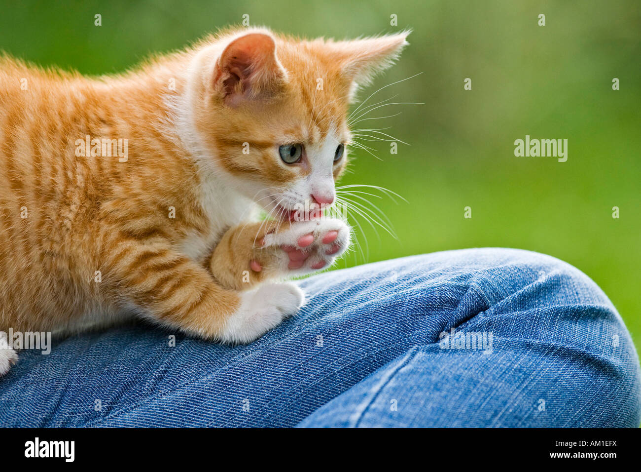 European Shorthair gatto è seduto sul jeans Foto Stock