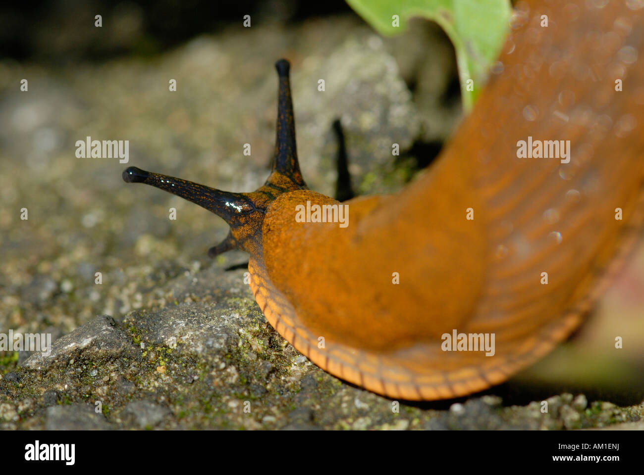 Red Slug (Arion rufus) Deutschland, l'Europa. Foto Stock