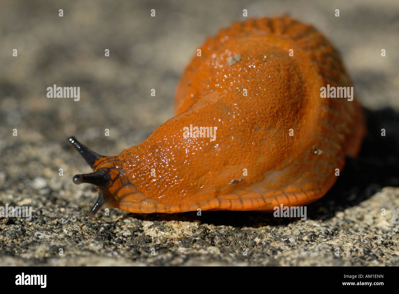 Red Slug (Arion rufus) Deutschland, l'Europa. Foto Stock