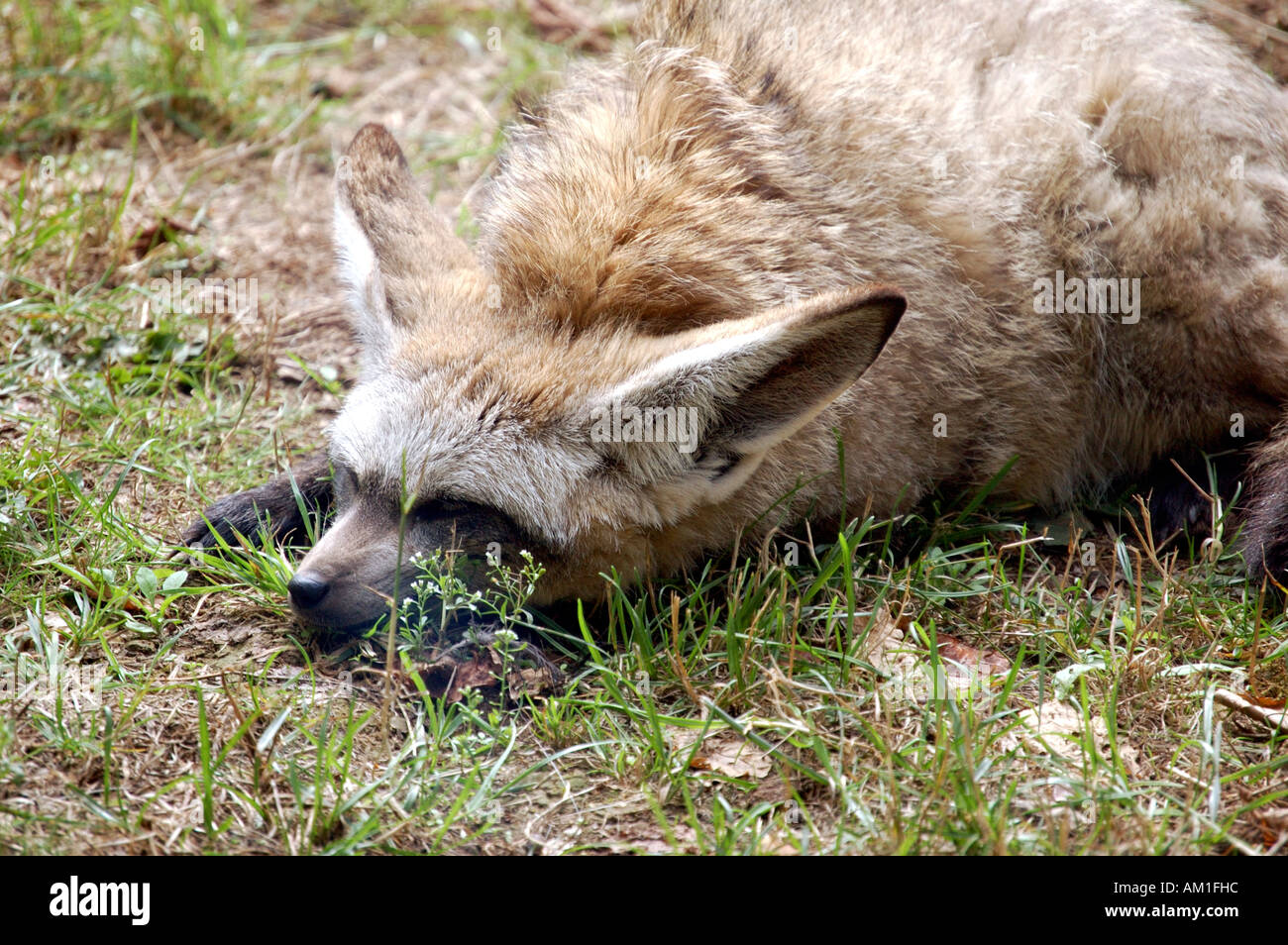 Bat eared Fox dormire in erba Foto Stock