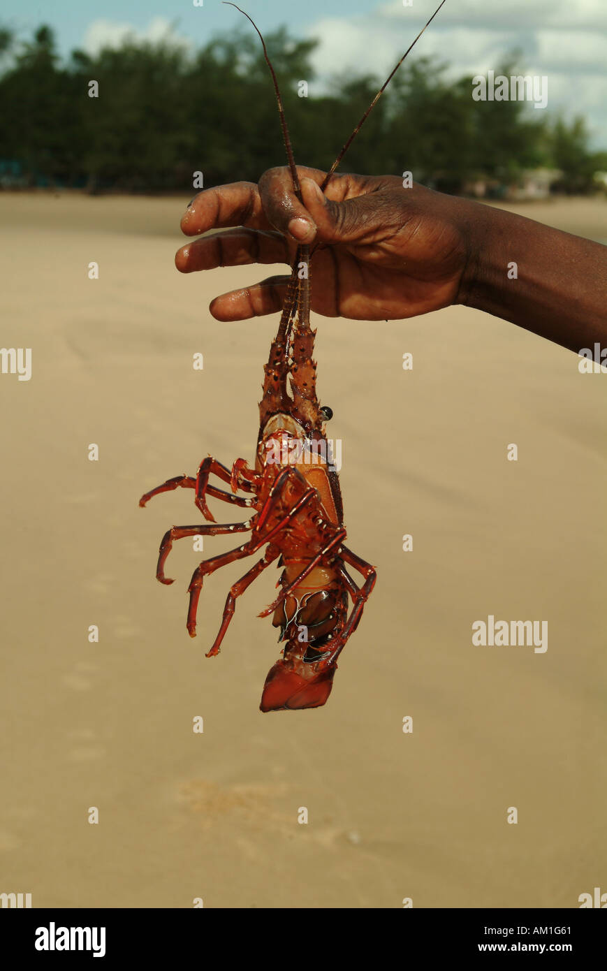 Africa meridionale Mozambico Inhambane provincia Tofo Beach Holding Astice Foto Stock