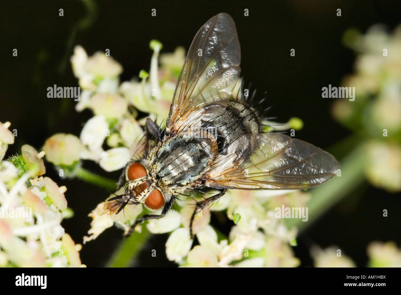 Grigio marmo carne fly (Sarcophaga carnaria) Foto Stock