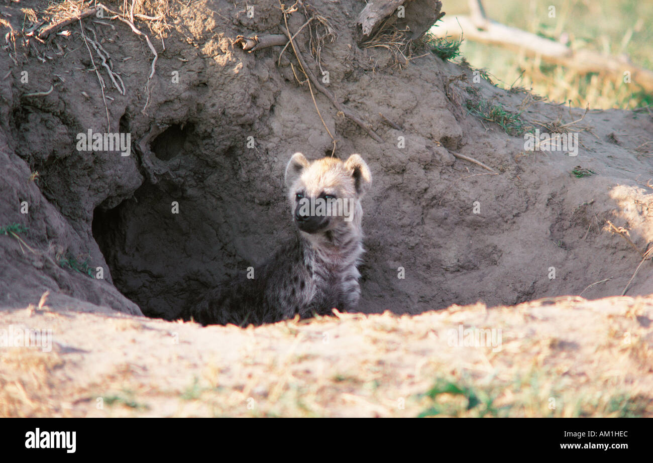 Spotted Hyena cucciolo all'ingresso del den Masai Mara riserva nazionale del Kenya Africa orientale Foto Stock