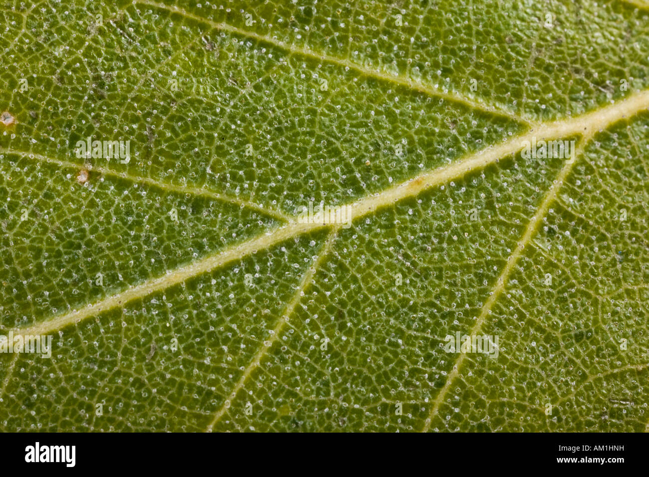 Foglia di betulla Foto Stock