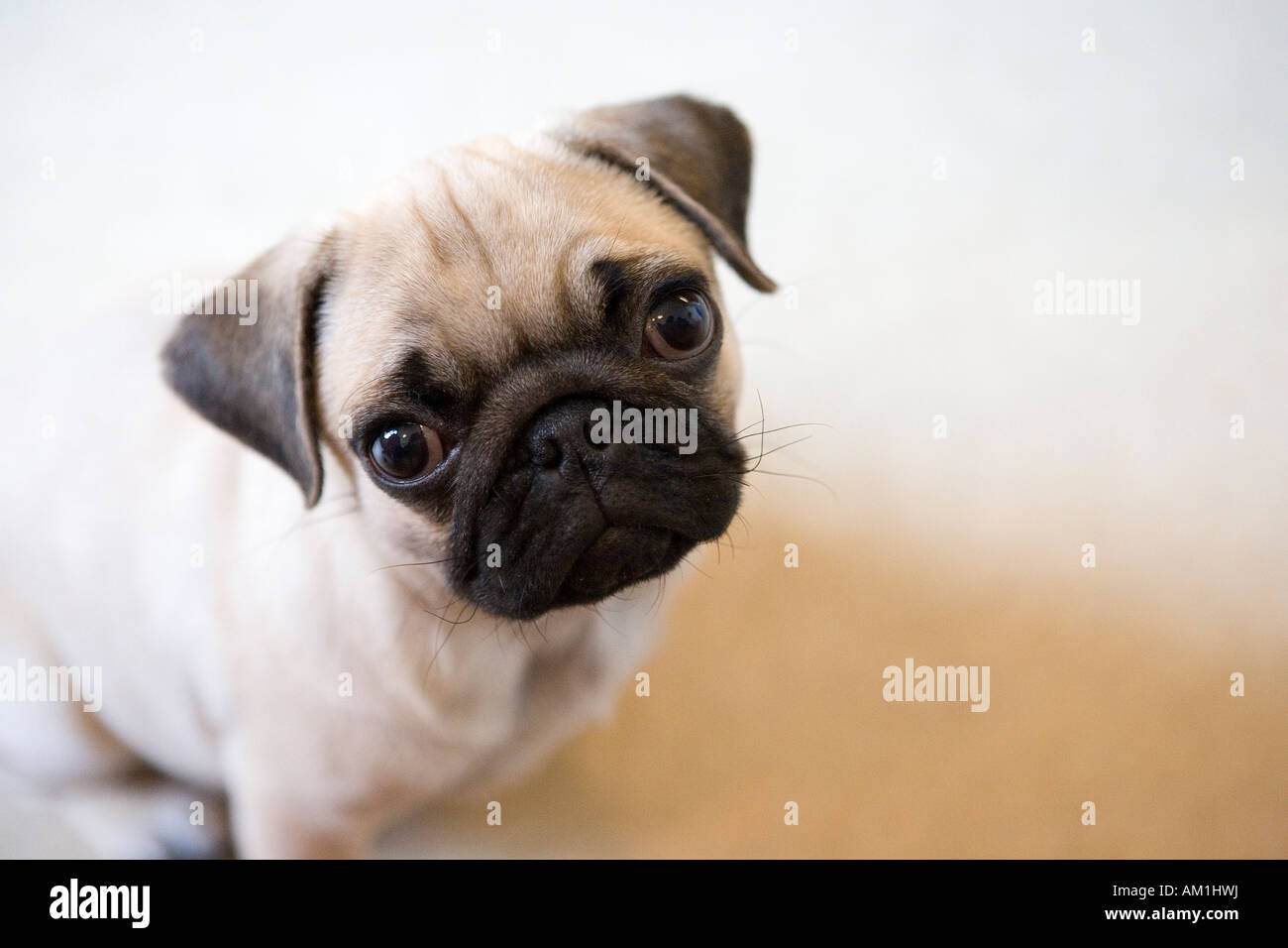 Un pug cucciolo prestando attenzione alla videocamera Foto Stock