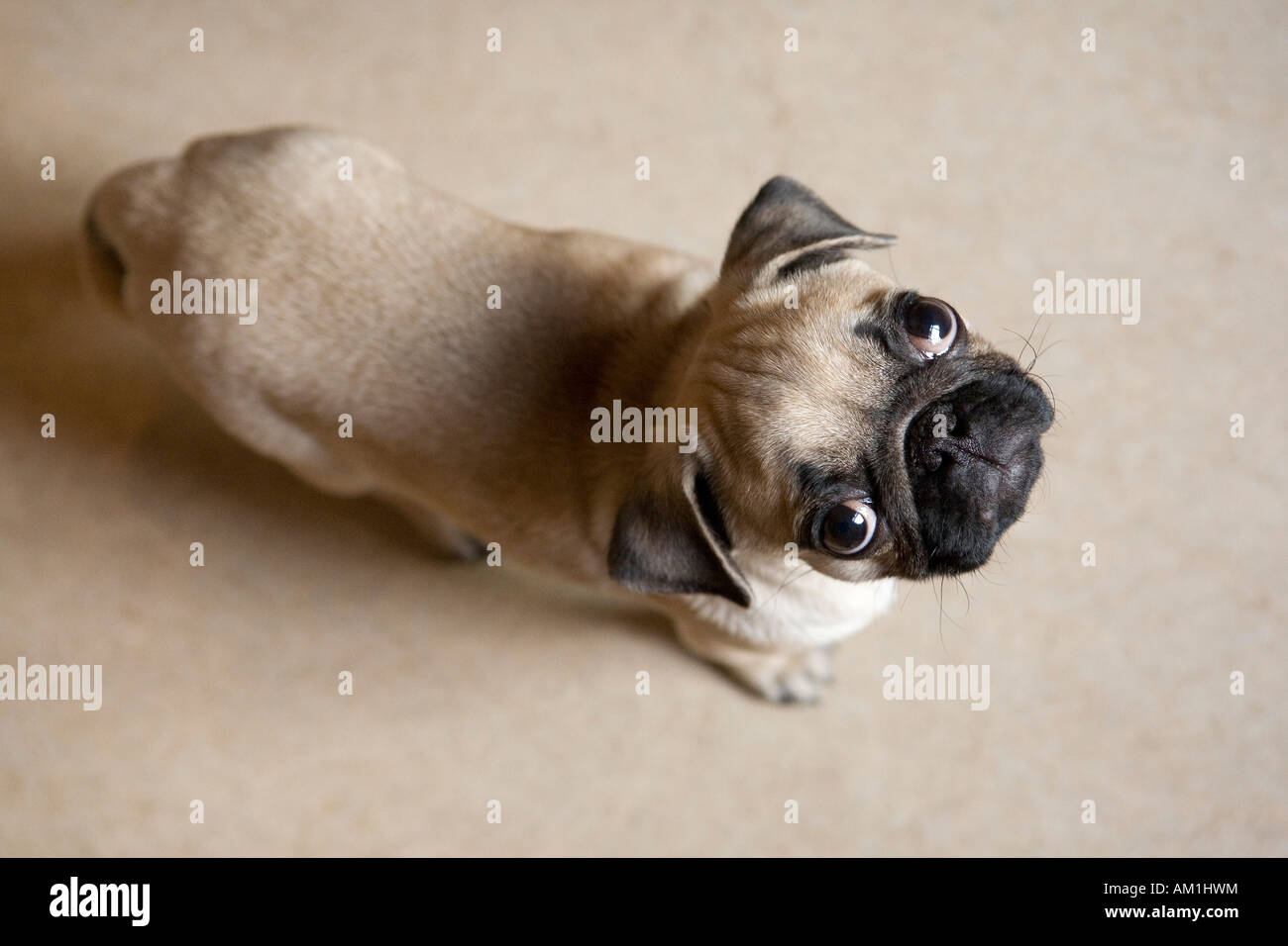 Un pug cucciolo sul pavimento prestando attenzione alla videocamera Foto Stock