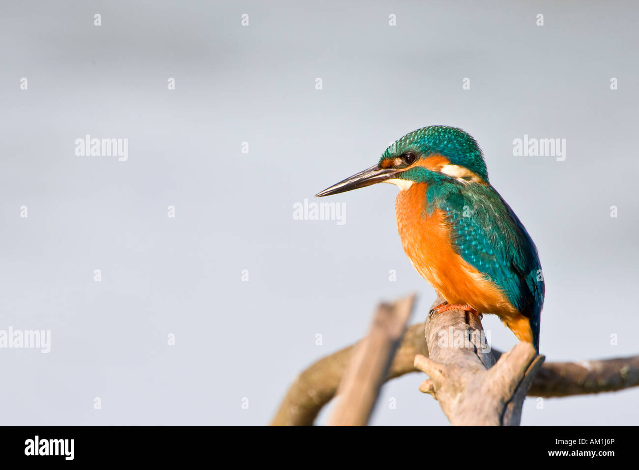 Fiume kingfisher (Alcedinidae) Foto Stock