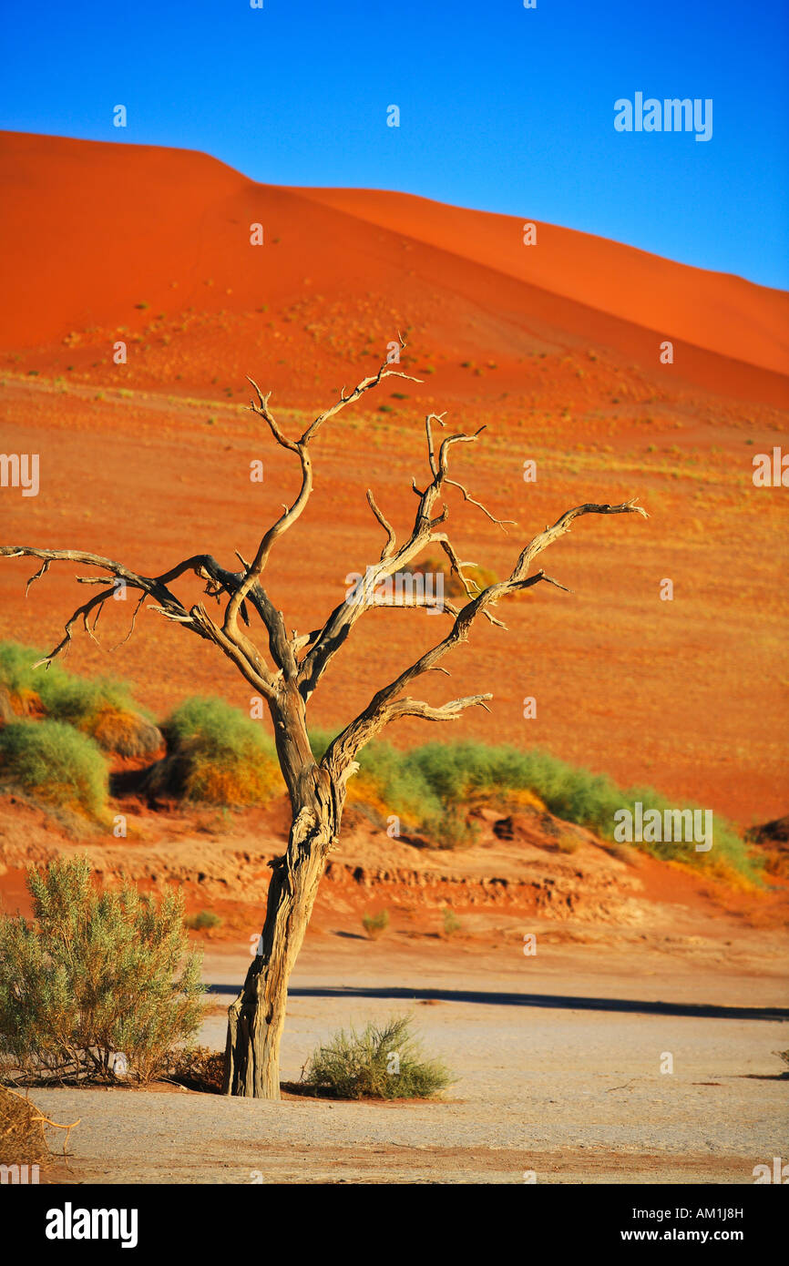 Essiccato l albero in Sossusvlei, Namibia Foto Stock