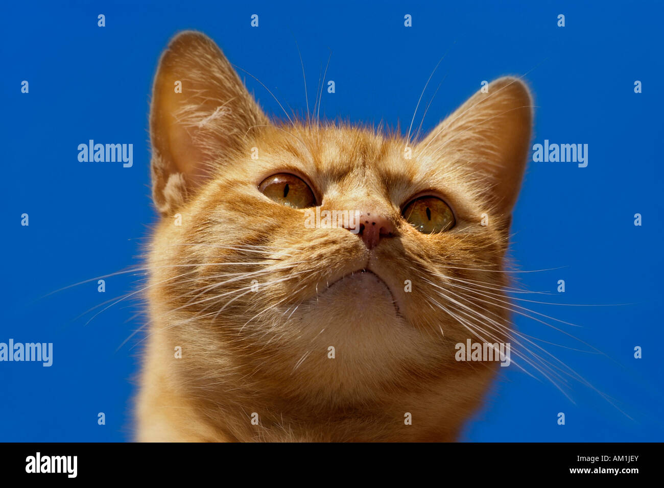 Dai capelli rossi gatto di casa Foto Stock