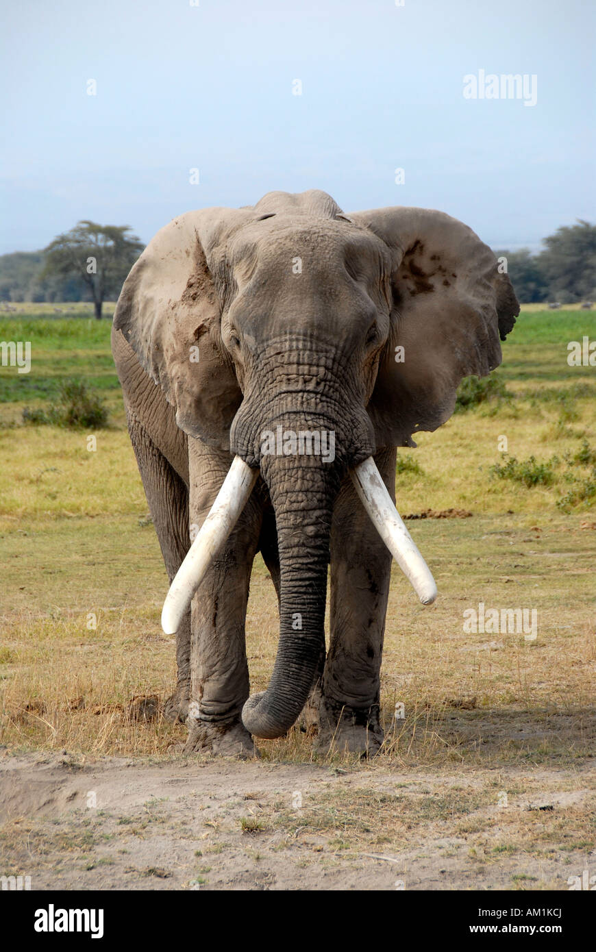Grande elefante con grandi zanne Amboseli National Park in Kenya Foto Stock
